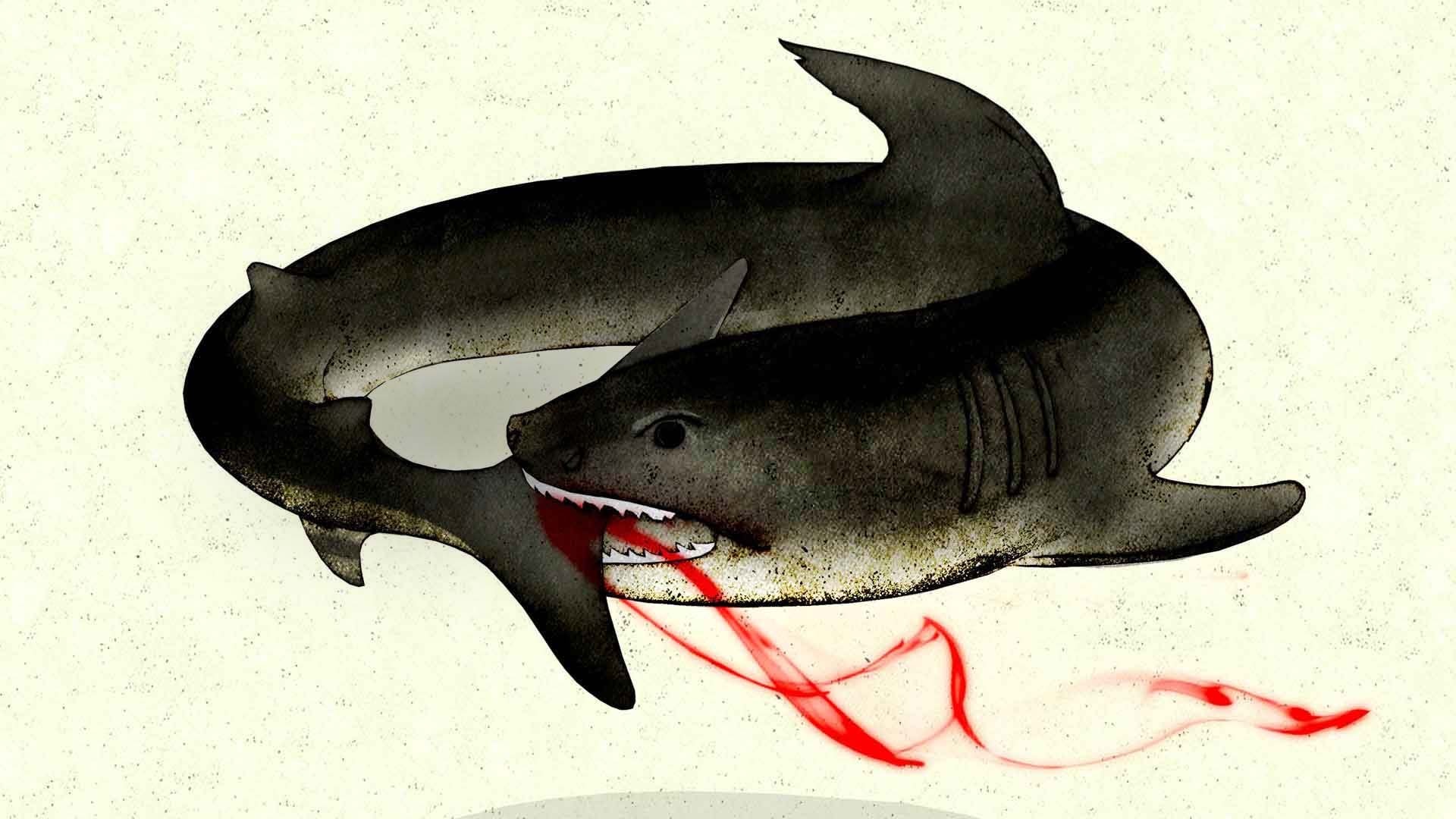 Dark menacing shark with open mouth